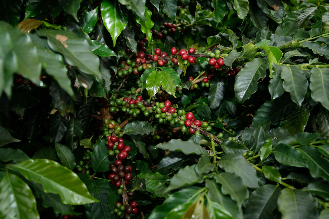 Why is Arabica More Expensive Than Robusta?