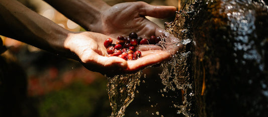 What Happens When a Canadian Household Drinks Coffee Every Day for 5 Years?