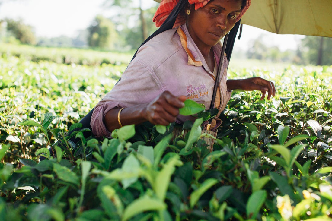 Woman harvesting tea leaves from tea plantation