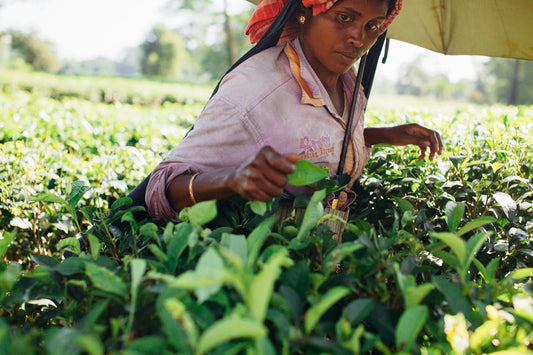 Woman harvesting tea leaves from tea plantation