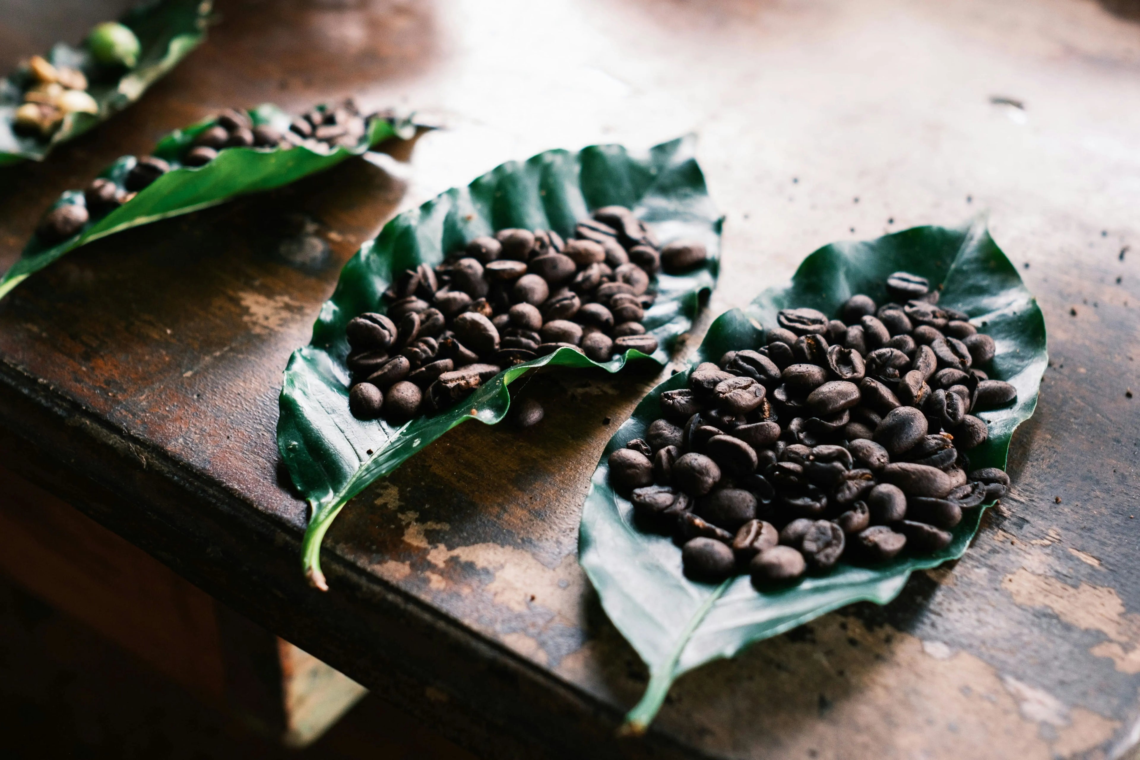 Coffee beans on green leaves on a rustic wooden surface