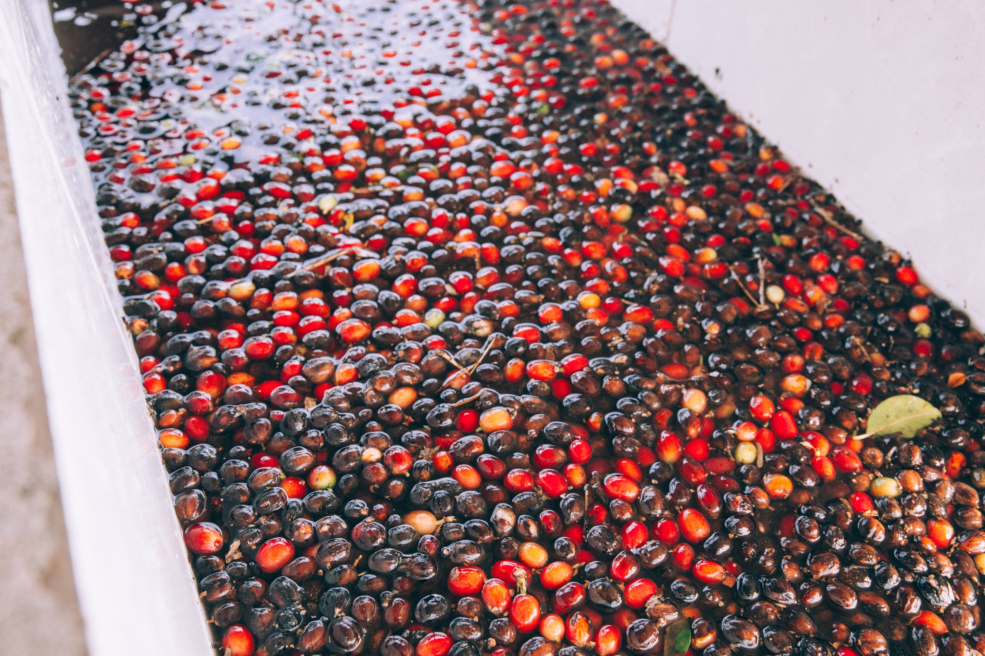Close-up of red and black coffee beans on a white tray