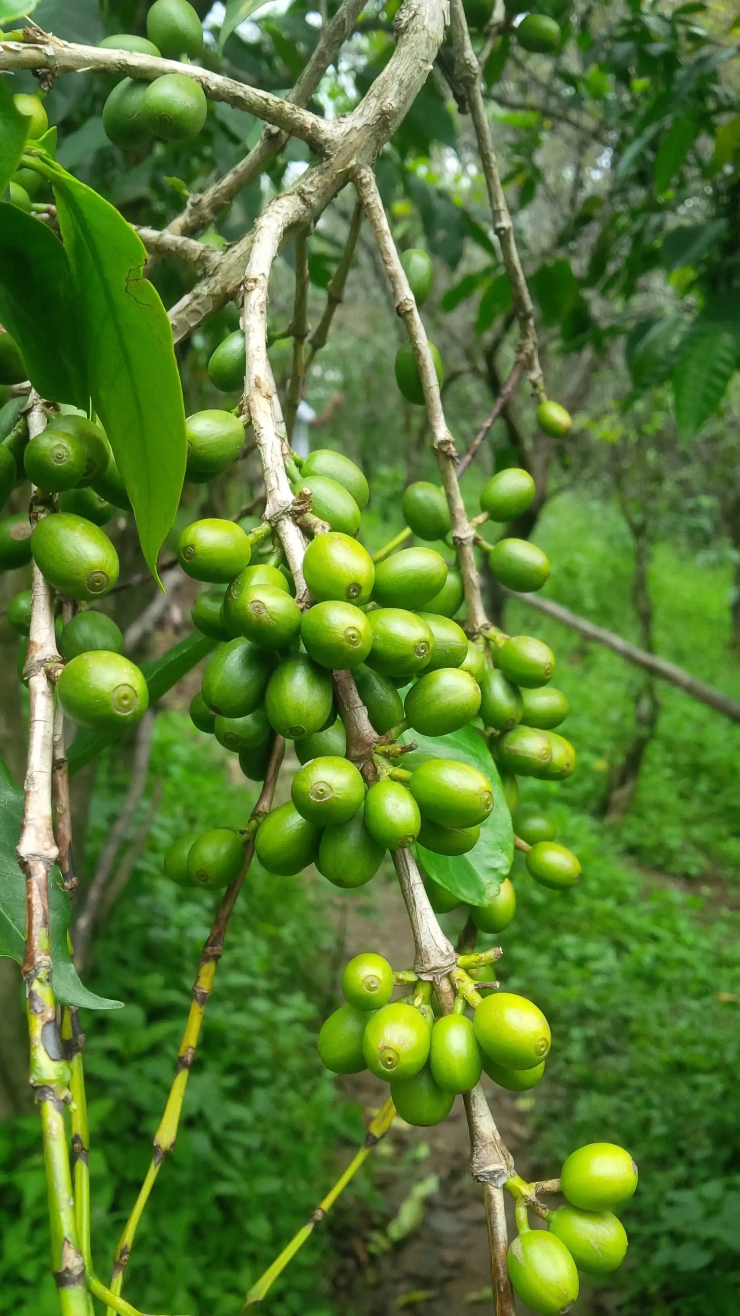 green_coffee_beans