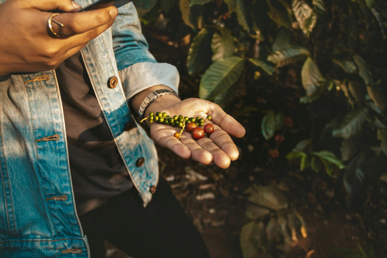 man_holding_coffee_beans